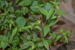Ludwigia hyssopifolia